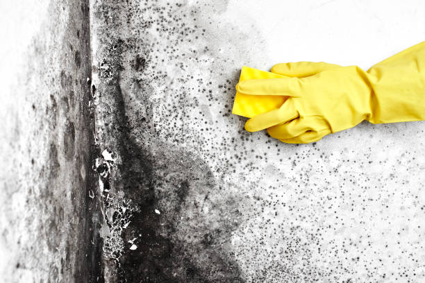 Best Biohazard Mold Removal  in Auburn, IN