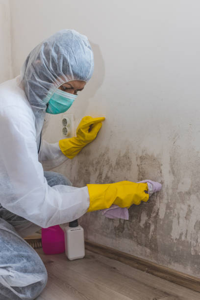 Best Mold Prevention Services  in Auburn, IN
